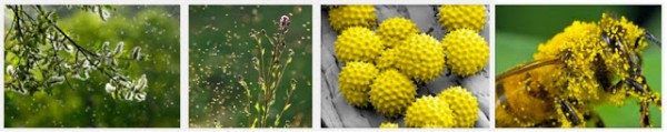 Pollen and geology leads to SearchResearch
