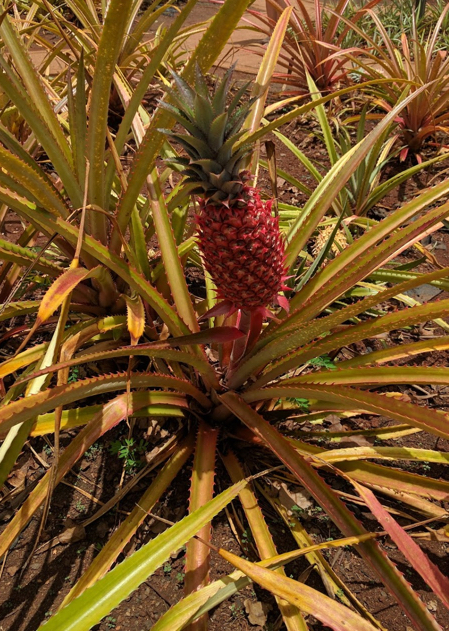 SearchResearch Challenge (8/10/16): Pineapples and radomes in Hawaiʻi?