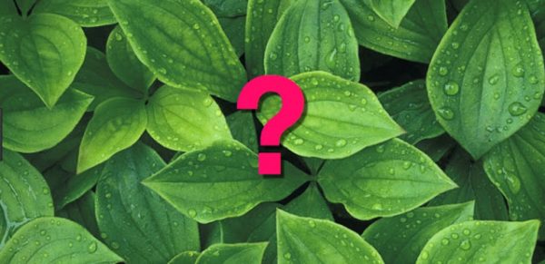 Answer: An important plant that’s now extinct?