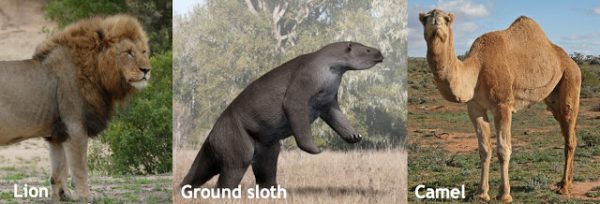 SearchResearch Challenge (6/20/18): How big was the range of these animals?