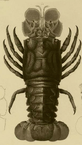 SearchResearch Challenge (10/23/19): Where is this lobster image from?  What’s the story behind it?