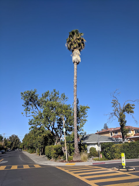 Answer: Why are palm trees so tall?