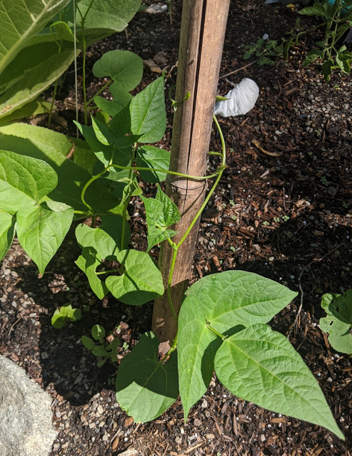 SearchResearch Challenge (6/10/20): Why do beans and peas grow this way?