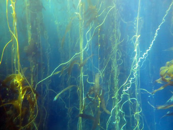 SearchResearch Challenge (10/7/20): How are the kelp forests doing?