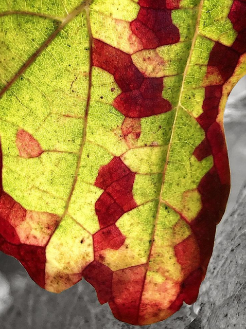 Answer: The mystery of the grape leaf polygonally changing color