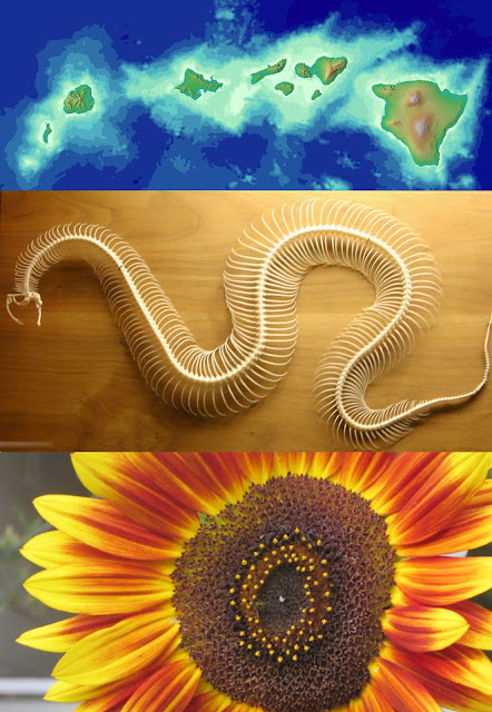 Answer: How are these connected? (Islands, vertebrae, flowers)