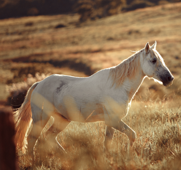 Answer: Horses are native to… where?