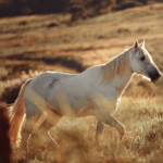 SearchResearch Challenge (8/17/22): Horses are native to… where?