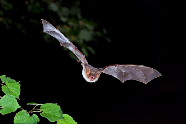 More surprising insights about bat predation