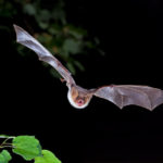 SearchResearch Challenge (11/9/22): Questions about bats–How many? Why do they hang upside down?